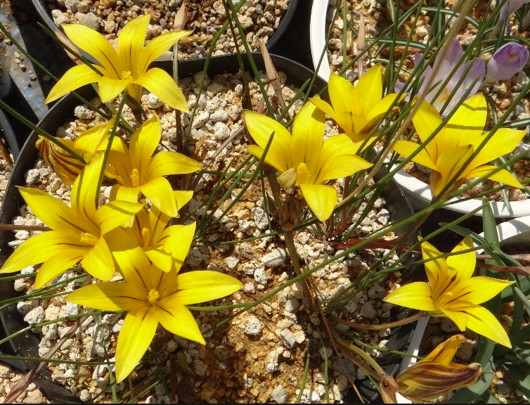 Romulea monticola