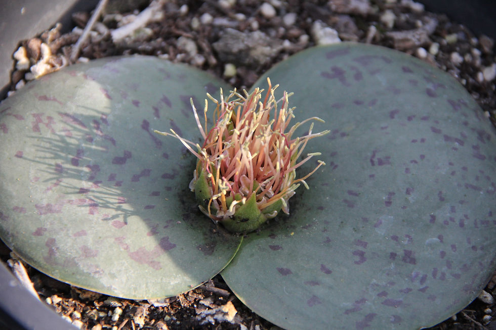 Massonia echinata