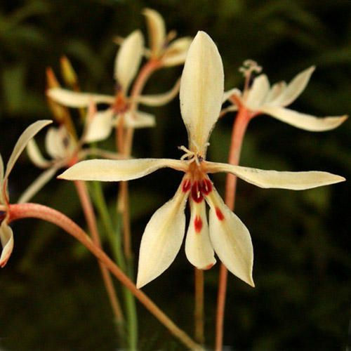 Lapeirousia anceps