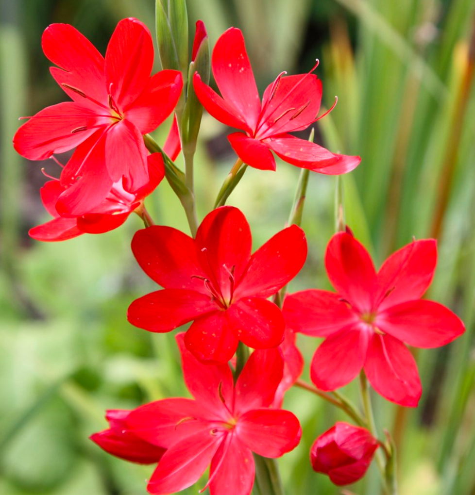 Hesperantha coccinea
