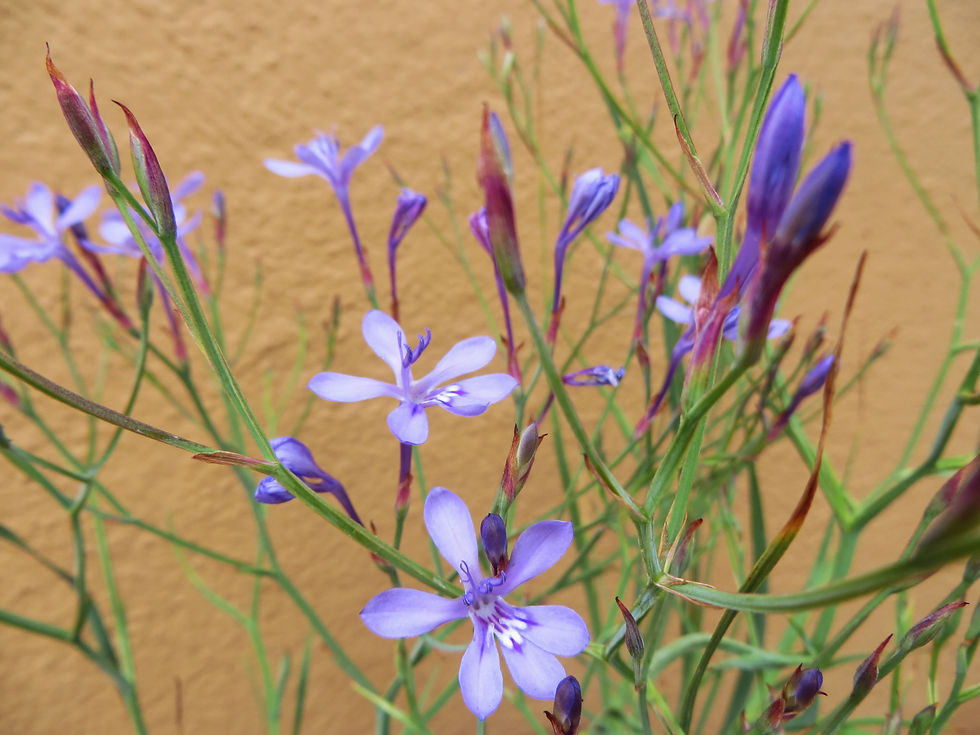 Lapeirousia sandersonii