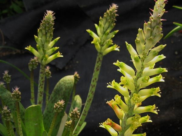 Lachenalia algoensis