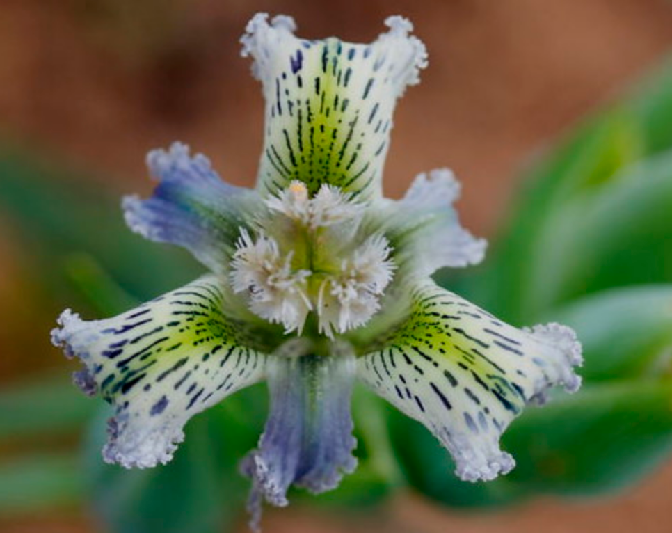 Ferraria ferraiola