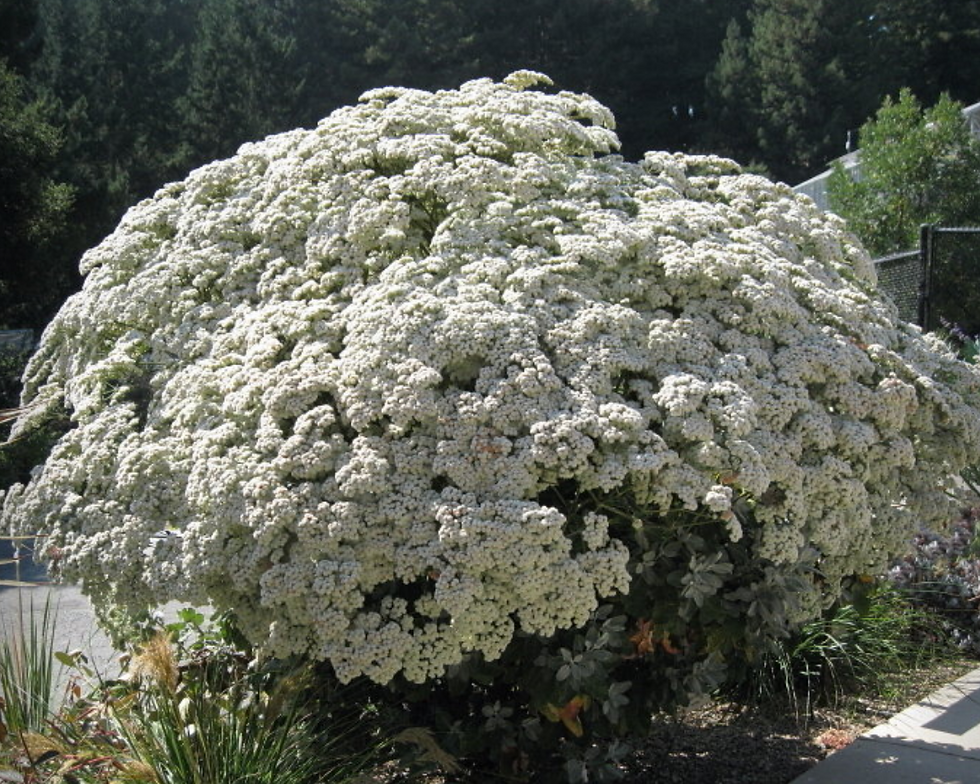 Eriogonum giganteum