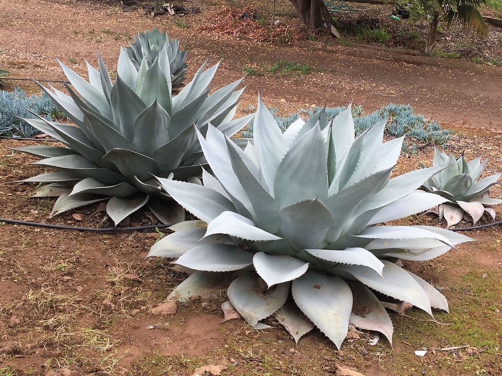 Agave ovatifolia