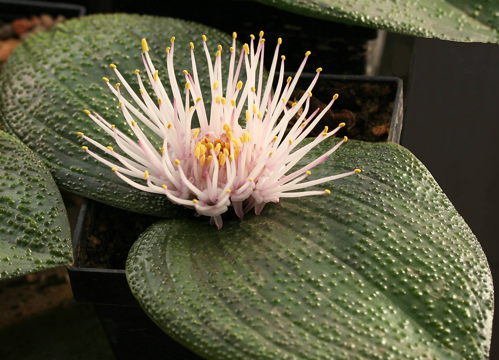 Massonia pustulata