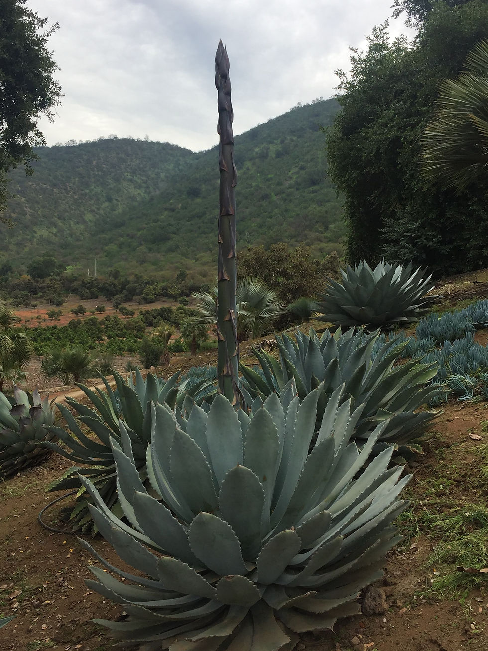 Agave guadalajarana