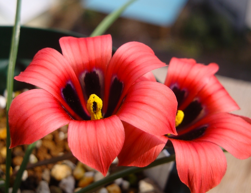 Romulea monadelpha