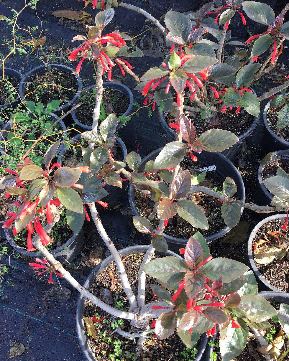 Dermatobotrys saundersii
