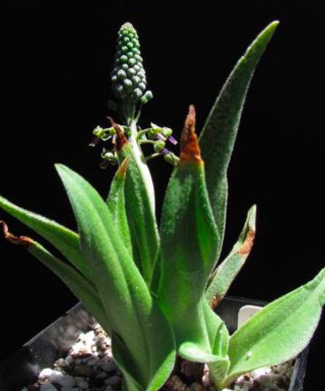 Ledebouria hypoxidioides