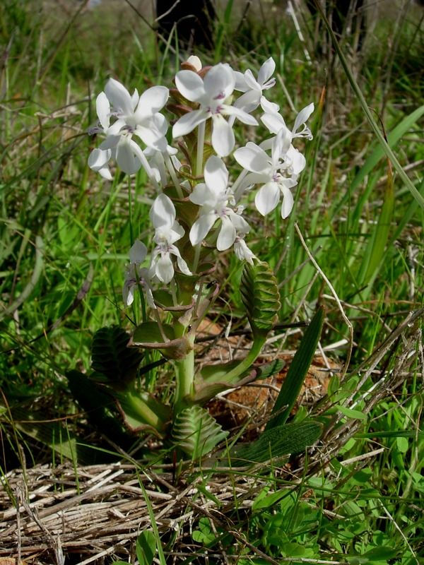 Lapeirousia pyramidalis