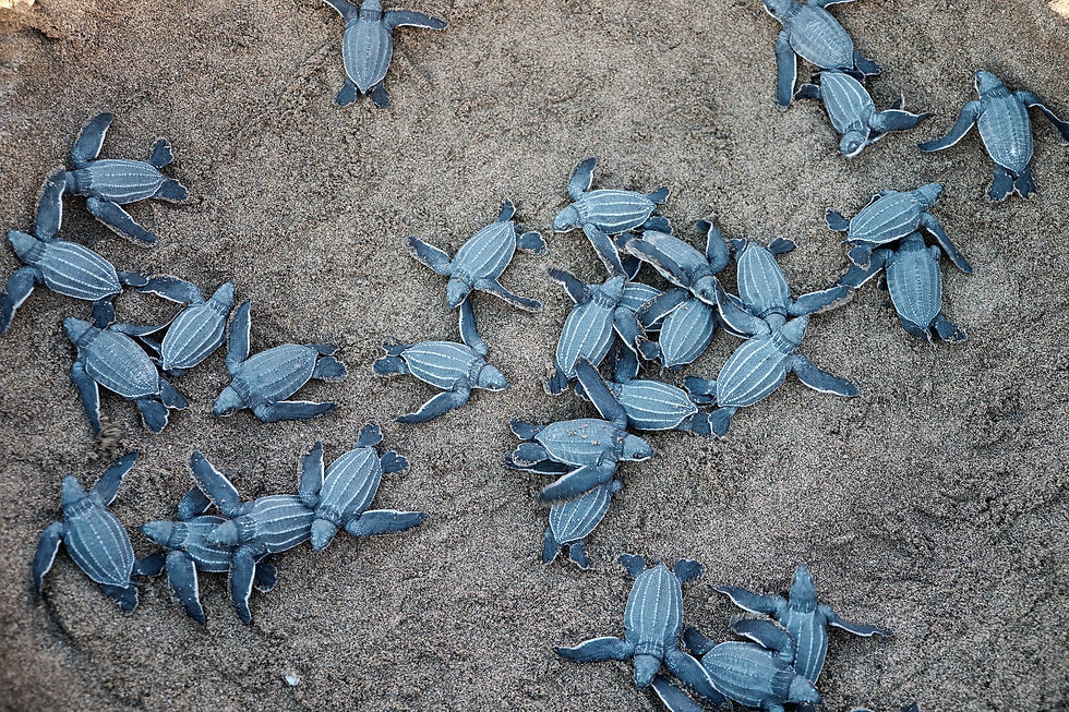 Turtle release in troncones