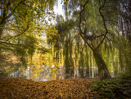 Hidden Spots in Berlin: Die schönsten Spaziergänge mit Hund & Nearby Läden