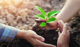 the-best-time-to-plant-a-tree-620x370.jp