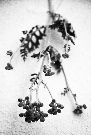 Gustav's bouqet (analog)