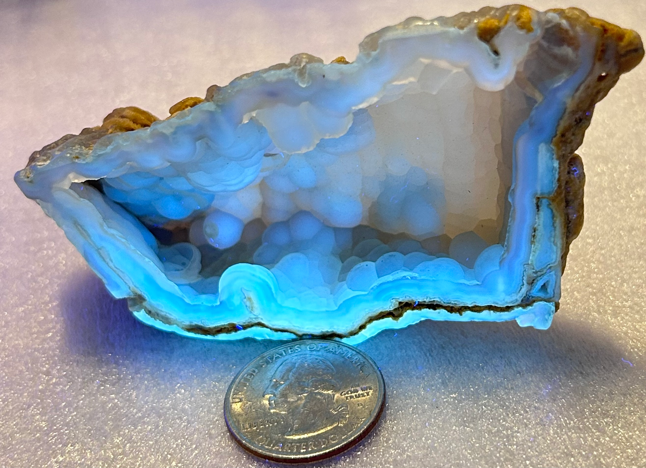 Fossil of Agatized Coral