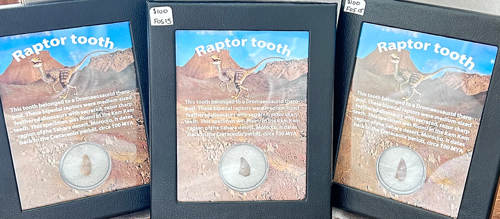 Thumbnail: Fossil of Raptor Tooth
