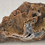 Thumbnail: Fossil Agatized Coral