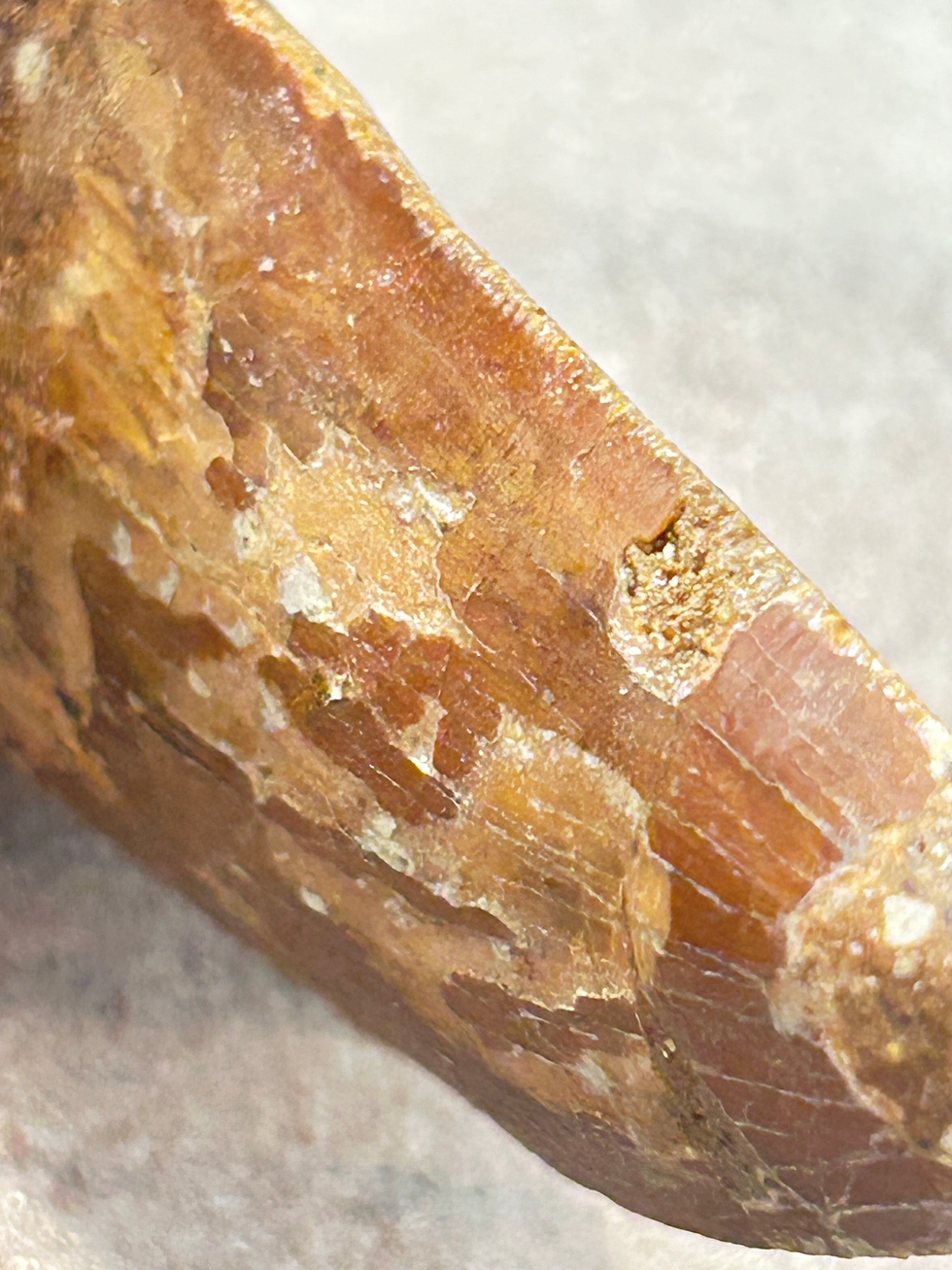 Thumbnail: Fossil Carcharodontosaurus Tooth