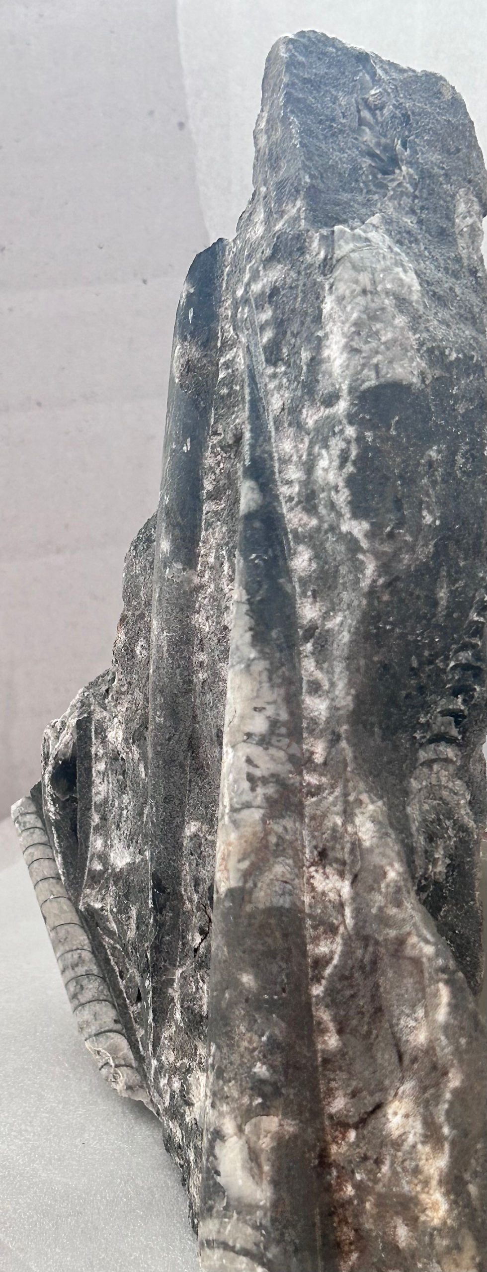 Thumbnail: Fossil Orthoceras