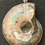 Thumbnail: Ammonite Sterling Silver Pendant