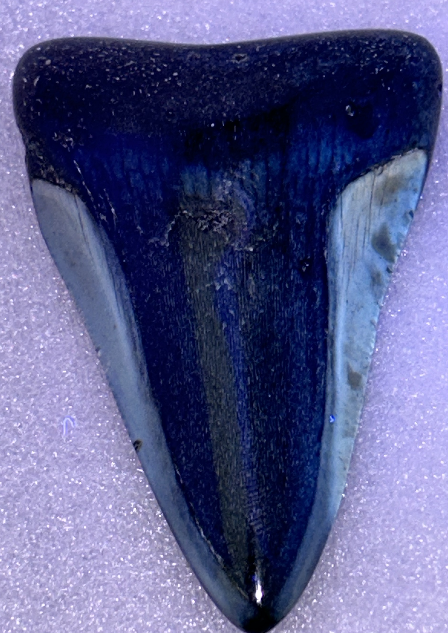 Fossil Megalodon Shark Tooth