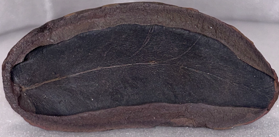 Thumbnail: Fossil Fern