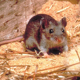 Se confirmó la segunda muerte por hantavirus en el departamento de Colonia 