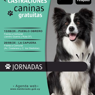 Nuevas fechas para castraciones gratuitas