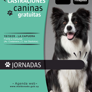 Castraciones gratuitas en La Capuera 