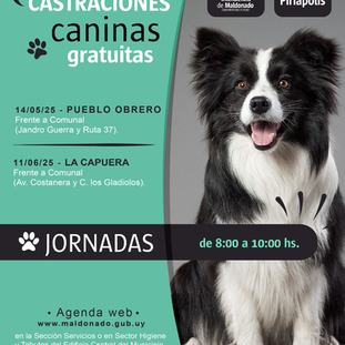 Castraciones gratuitas en La Capuera y Pueblo Obrero 