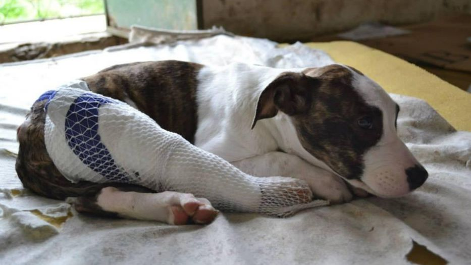 Presentan proyecto de ley para penalizar crueldad contra animales: “Hay unanimidad social”