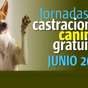 Esta semana habrá castraciones gratuitas caninas en varias ciudades del departamento 