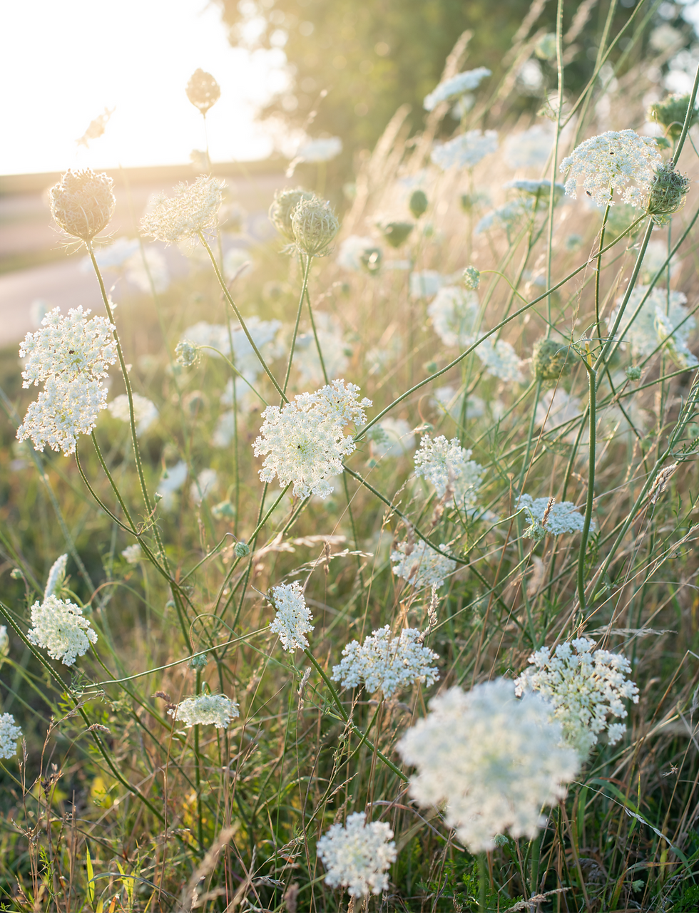 cow parsley in the soft_edited.png