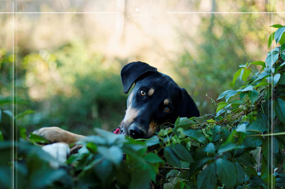 Animaux de compagnie