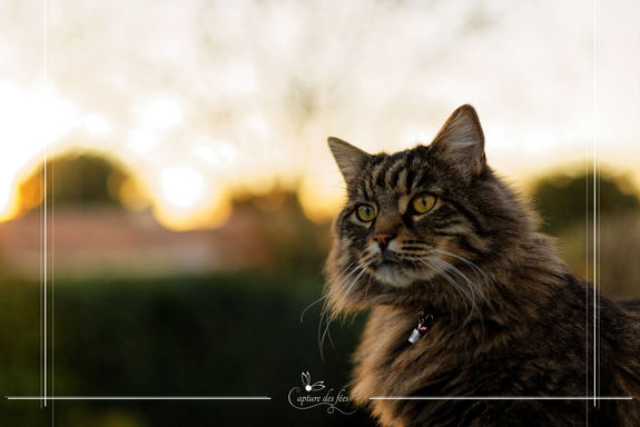 Animaux de compagnie