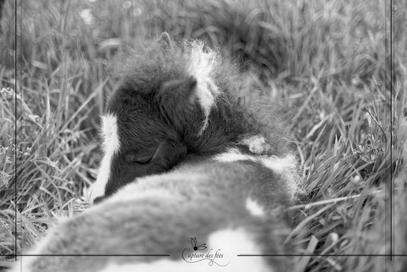 Animaux de compagnie