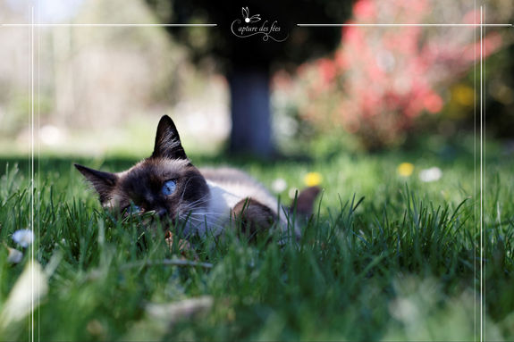 Animaux de compagnie