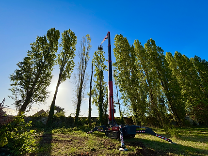 Abbatage de Peupliers à la nacelle réalisé à Villebernier par Couannet Paysage