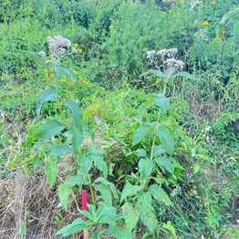 We introduced Joe-Pye Weed into the meadow
