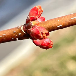 Signs of spring 2024