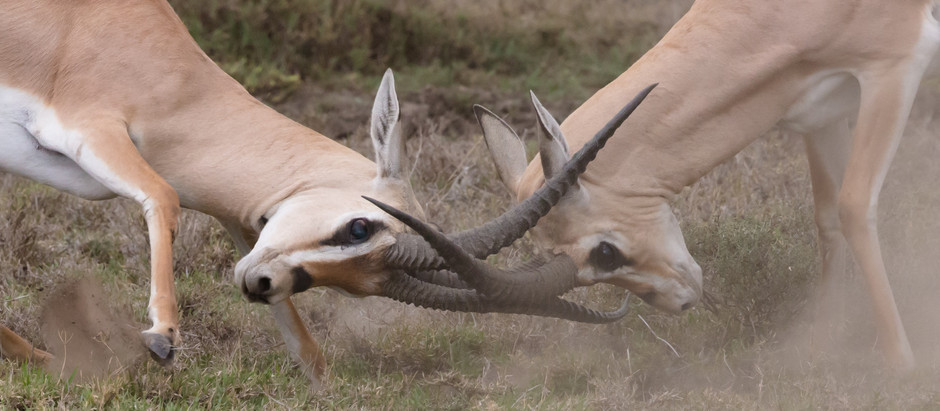 More Conflict Management Tips