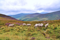 Wicklow Mountains View