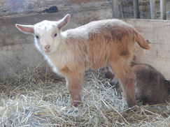 doeling, lady jane grey 2022