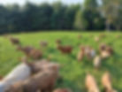 goats in field june 2025_