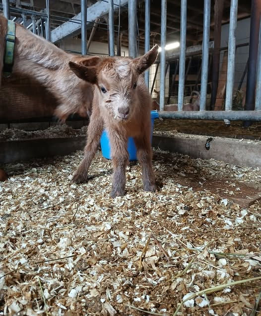 2026 Registered Guernsey goats. Kidding 2026