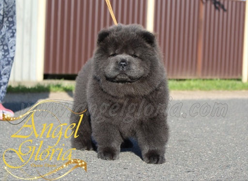 Sea Dream Eywa Angel Gloria, 2 months