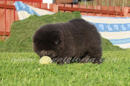 Sea Breeze Shell Angel Gloria, 6 weeks