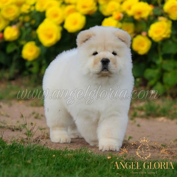 Ursula Princess Angel Gloria, 2 months old
