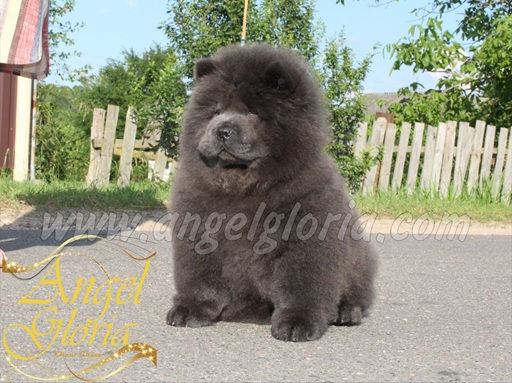 Sea Breeze Shell A.G., 2